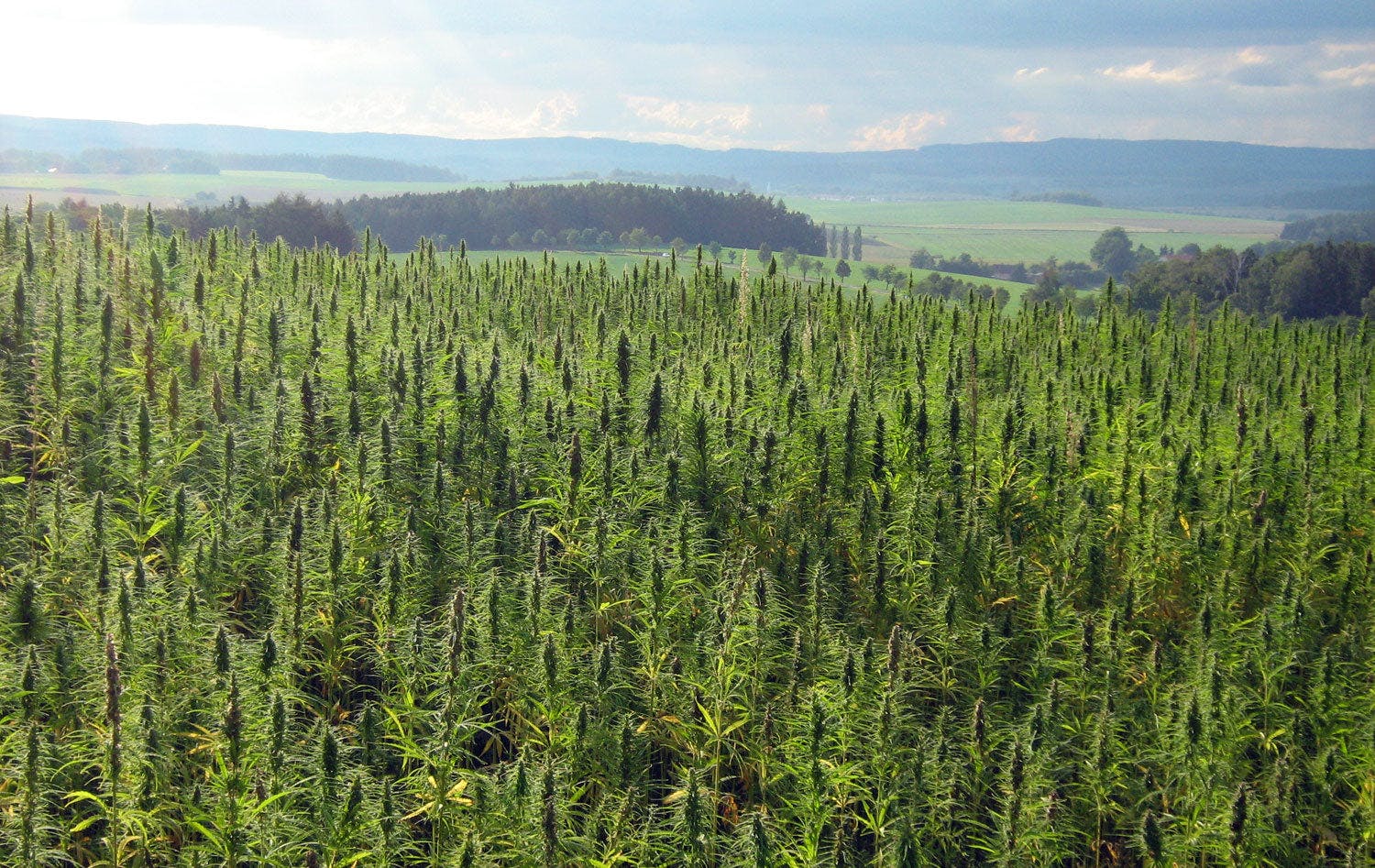 10 Things You Probably Didn’t Know About Hemp