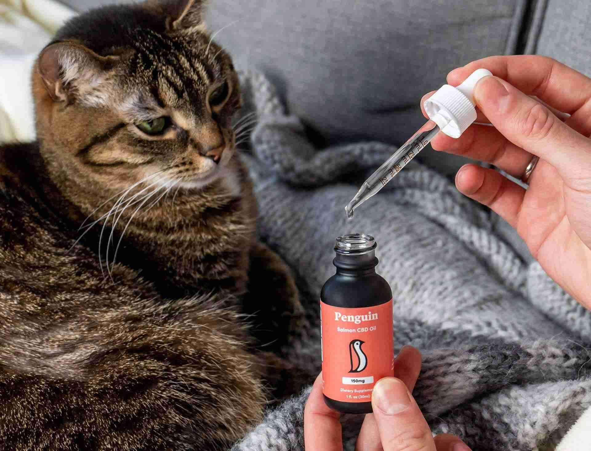 Person Feeding Cat with Penguin CBD Cat Oil