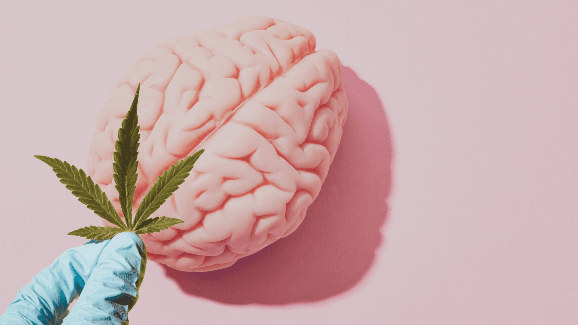 CBD and the Brain