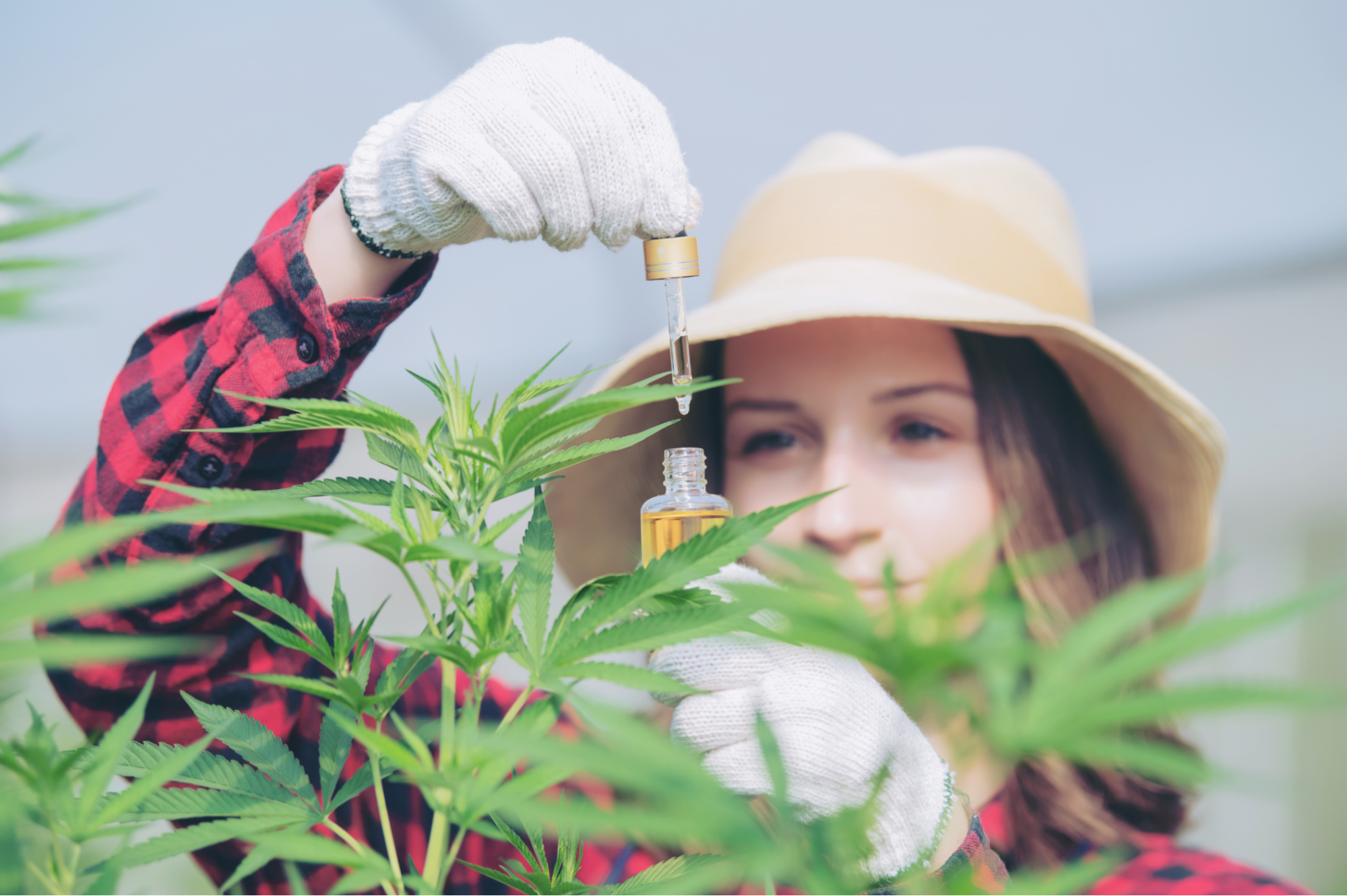 Person holding CBD Oil in Marijuana field