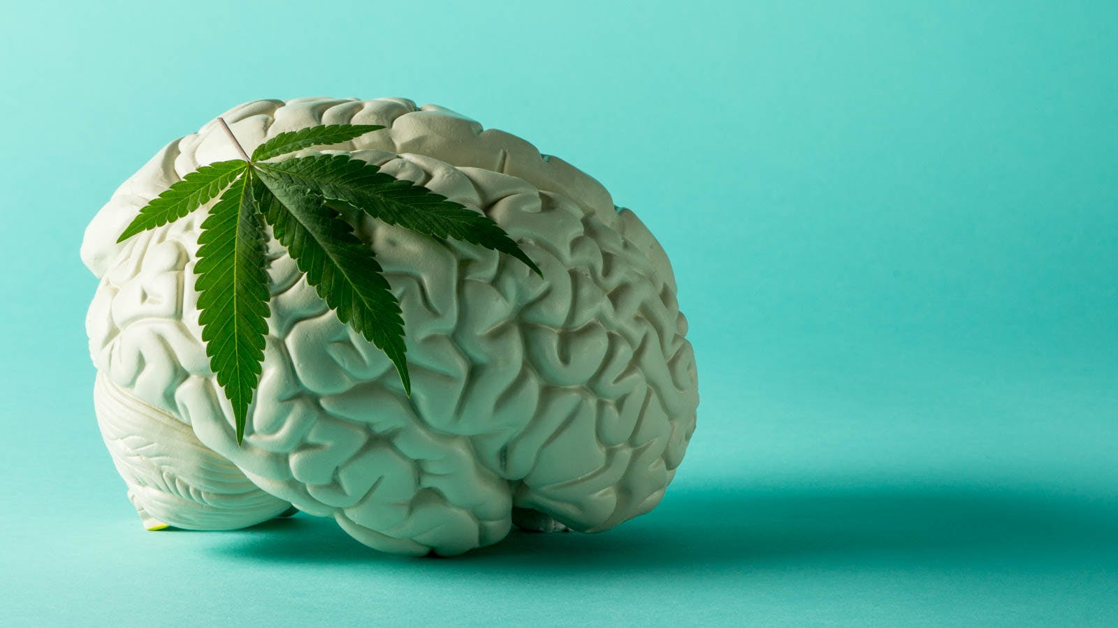 What Is the Endocannabinoid System? Here's How It Works
